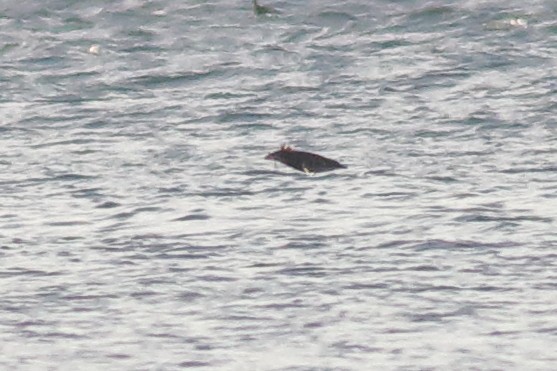 Rhinoceros Auklet - ML638507843