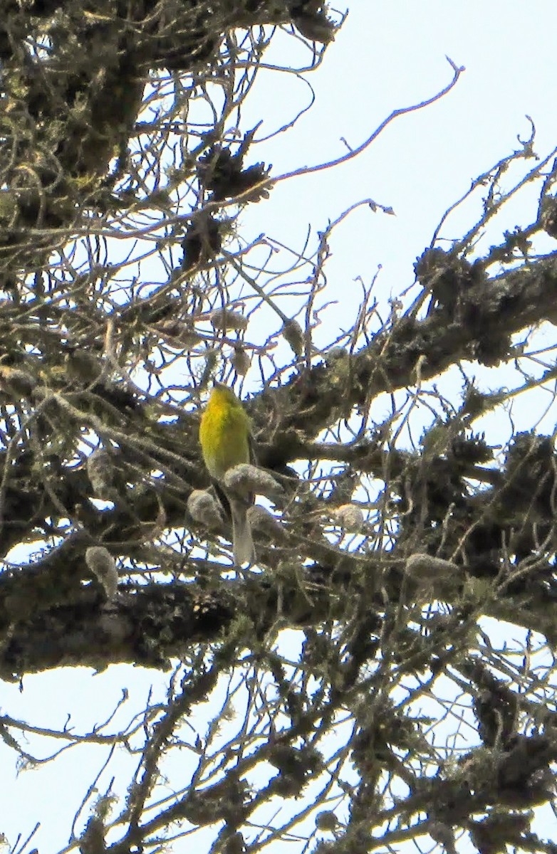 Pine Warbler - ML638507845