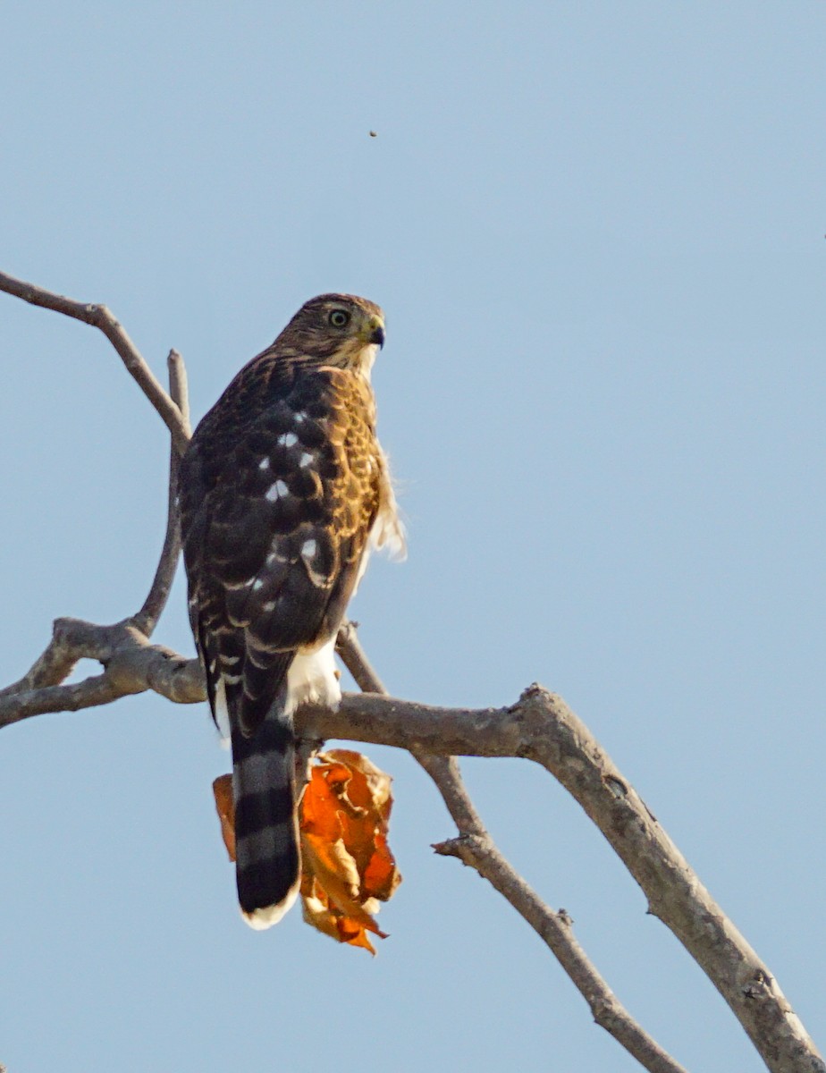 Cooper's Hawk - ML638507848