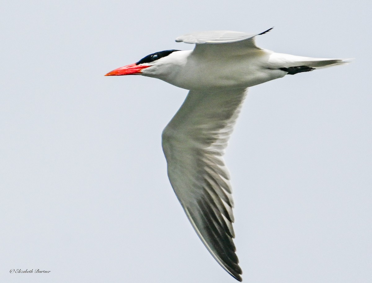 Caspian Tern - ML638507850
