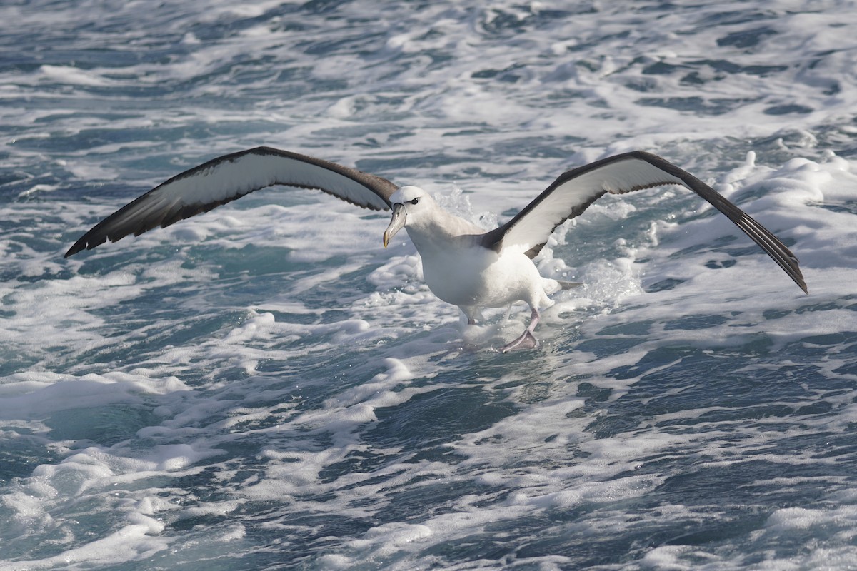 White-capped Albatross - ML638507851