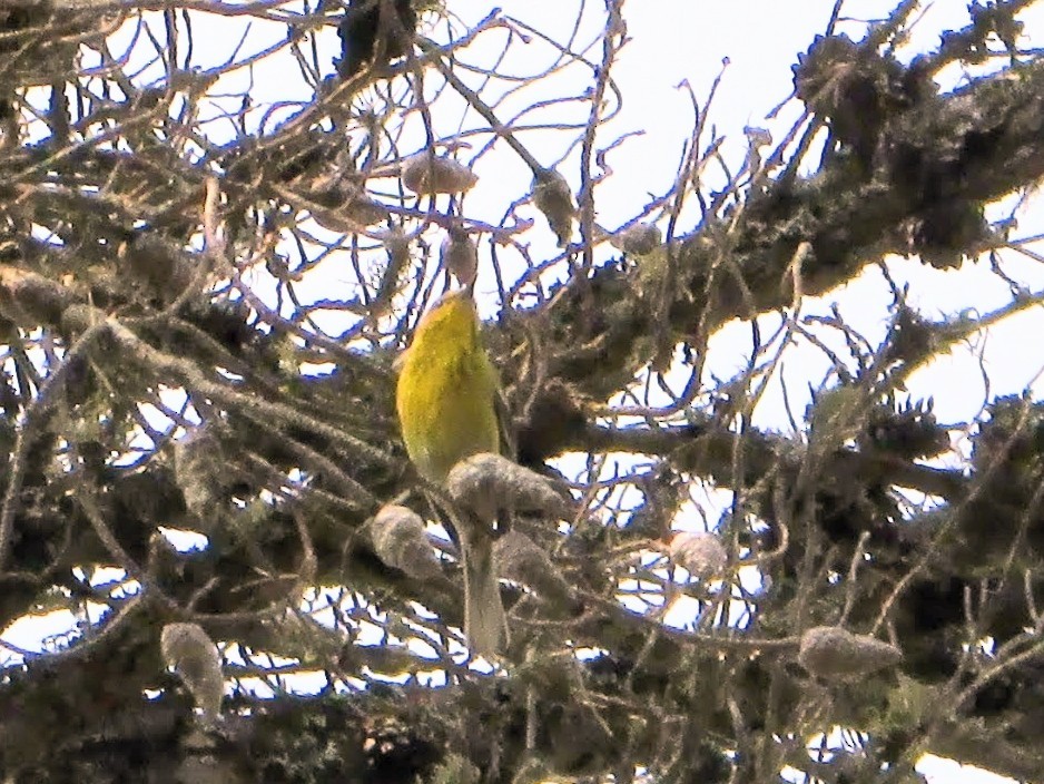 Pine Warbler - ML638507852