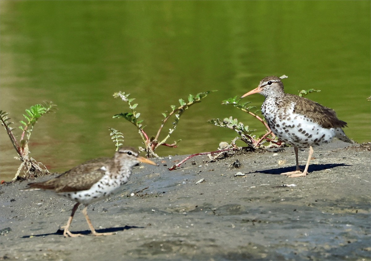 Spotted Sandpiper - ML638507853