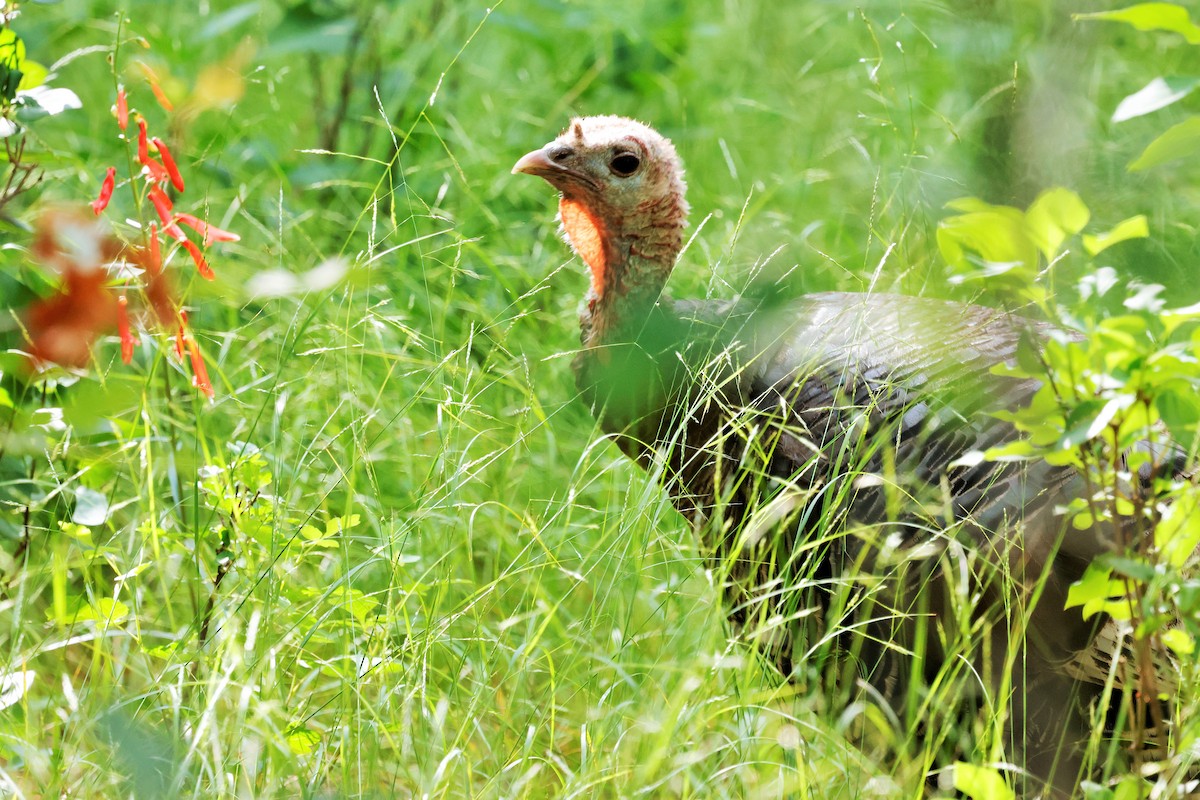 Wild Turkey - ML638507860