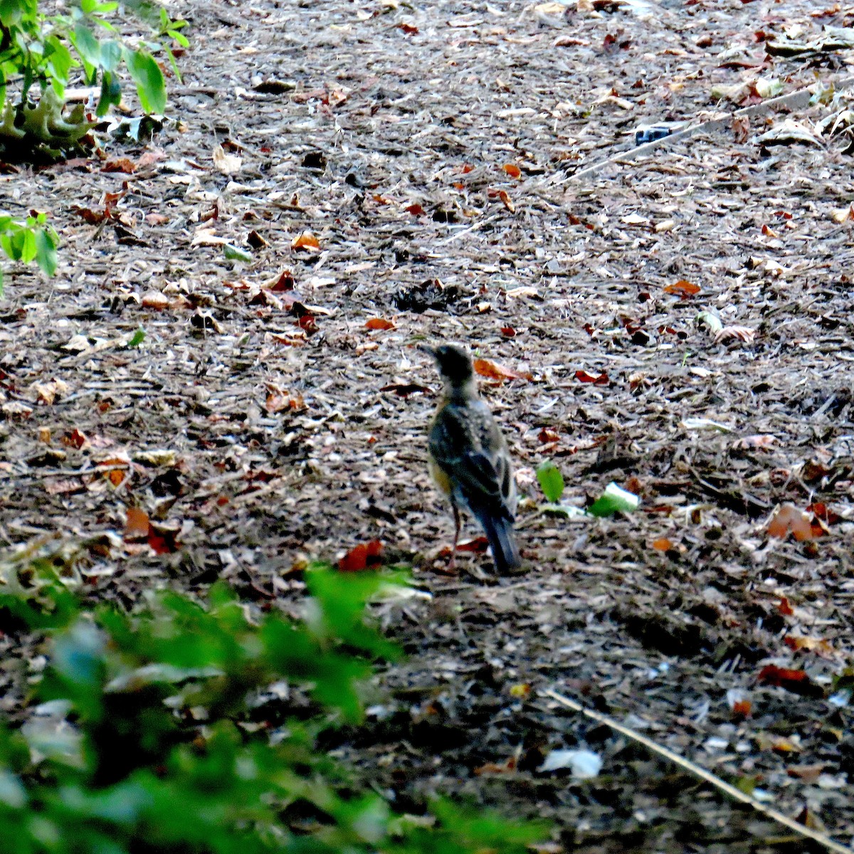 American Robin - ML638507861