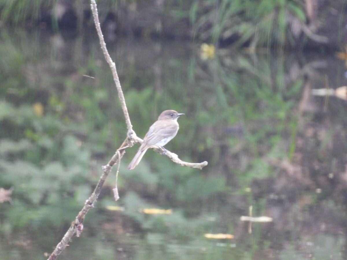 Eastern Phoebe - ML638507864