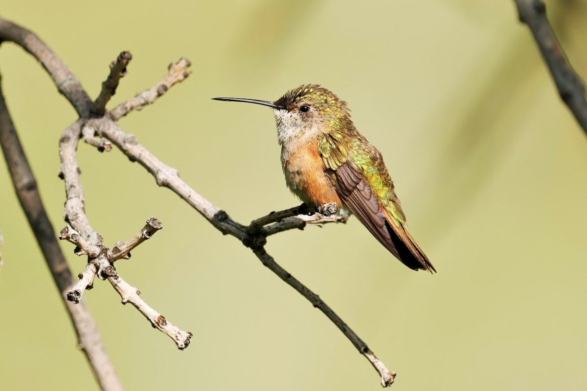Broad-tailed Hummingbird - ML638507865