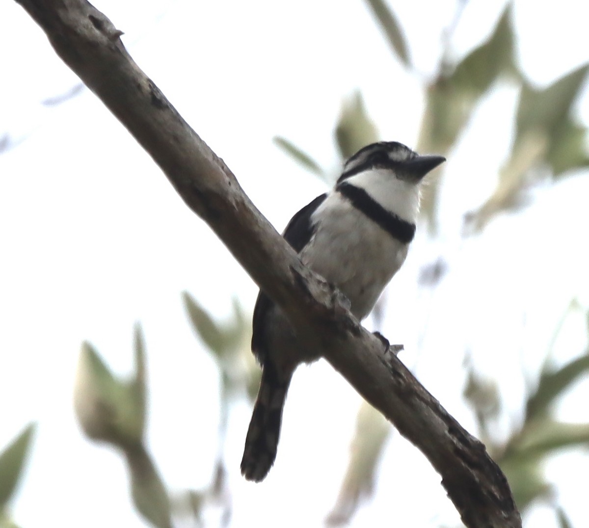 Pied Puffbird - ML638507866
