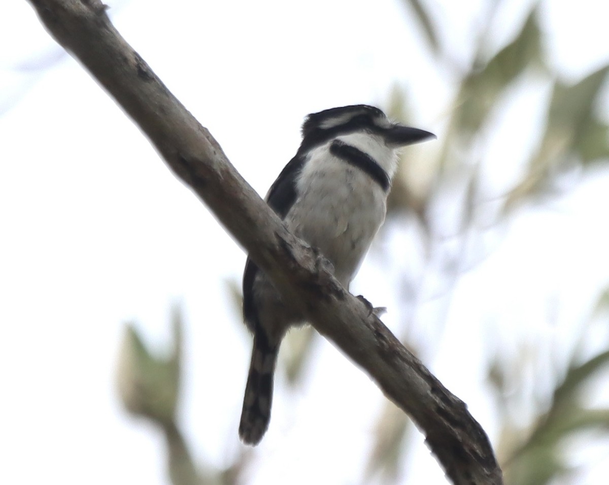 Pied Puffbird - ML638507867