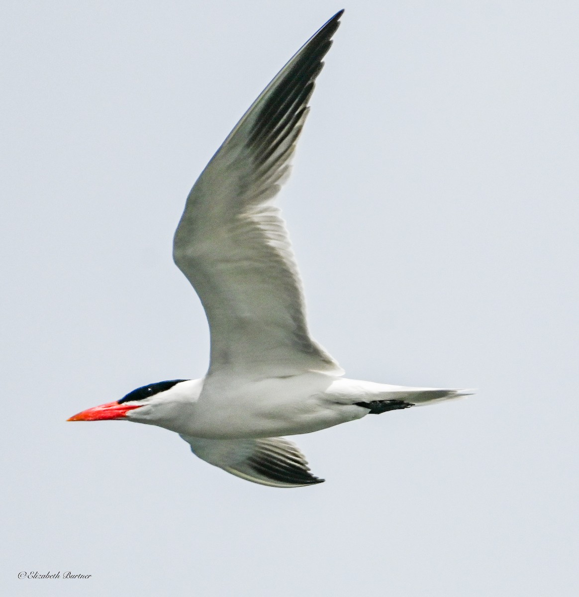 Caspian Tern - ML638507868