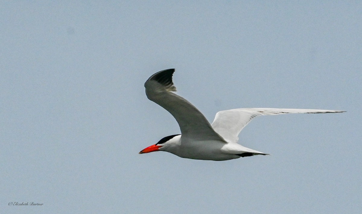 Caspian Tern - ML638507869