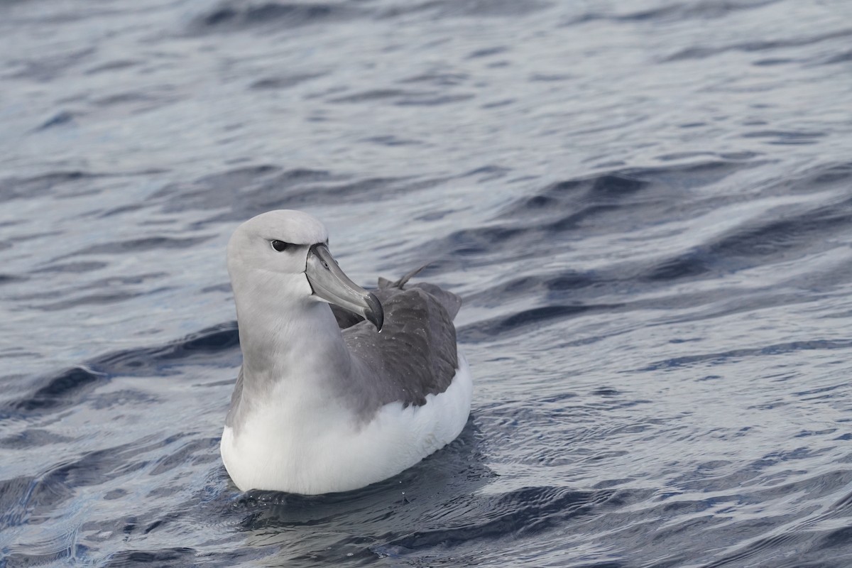 White-capped Albatross - ML638507870