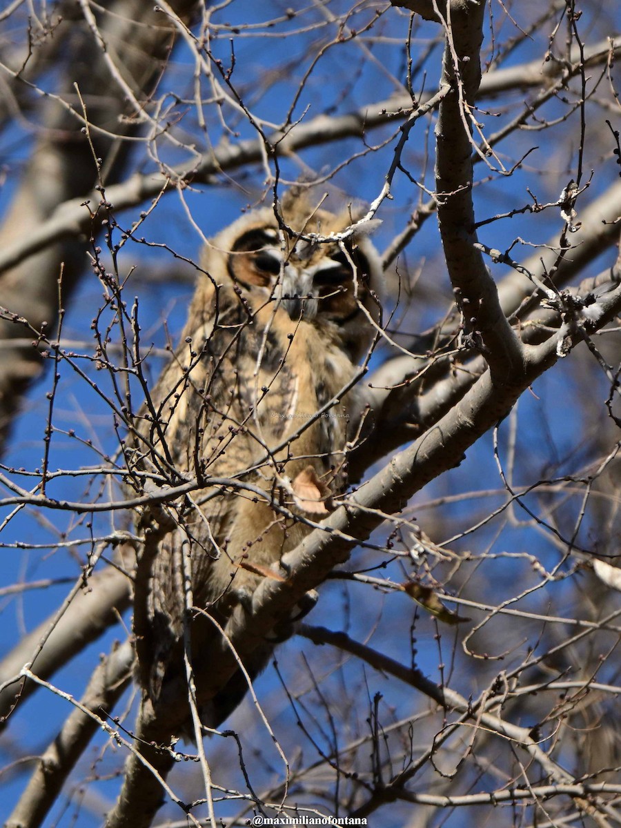 Hibou strié - ML638507871