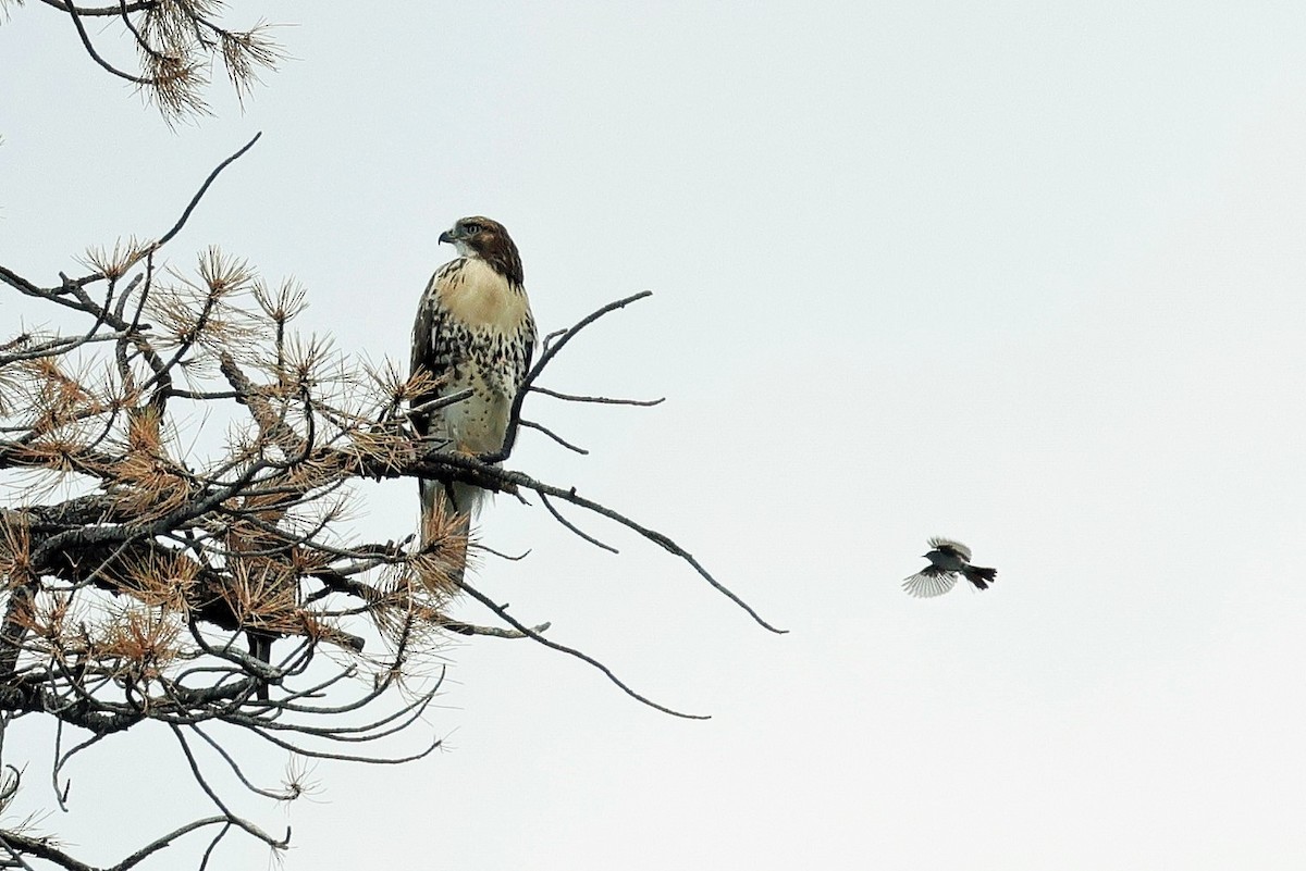 Red-tailed Hawk - ML638507876