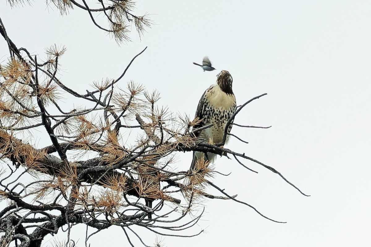 Red-tailed Hawk - ML638507877