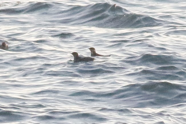 Marbled Murrelet - ML638507880