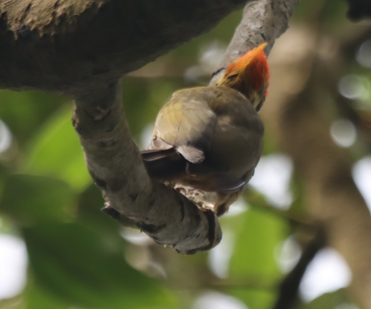 Golden-green Woodpecker - ML638507882