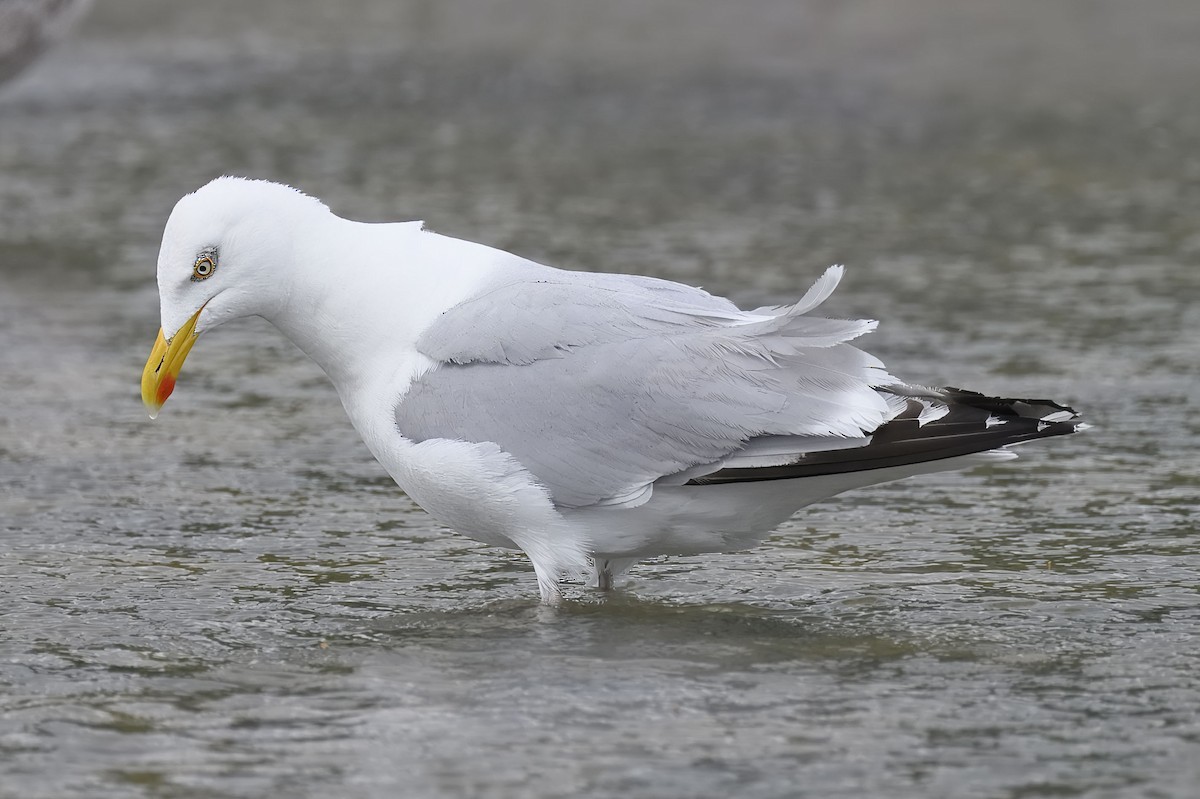 Goéland argenté - ML638507915