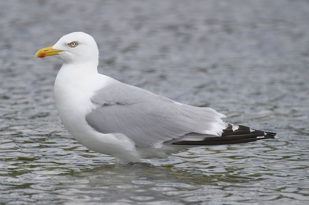 Goéland argenté - ML638507916