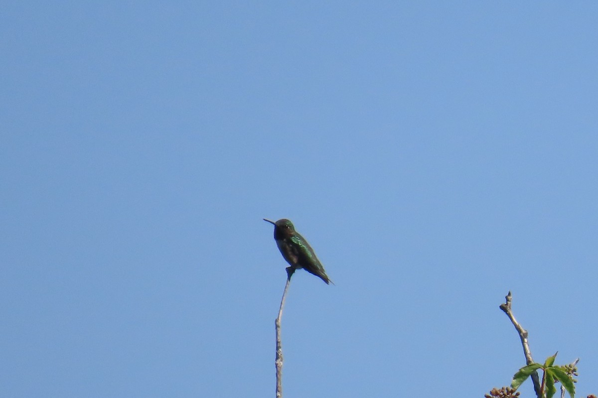 Colibri à gorge rubis - ML638507923