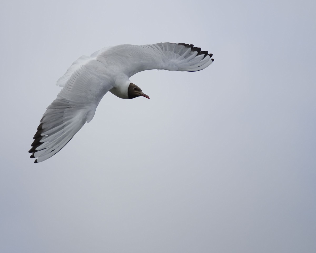 Mouette rieuse - ML638507924