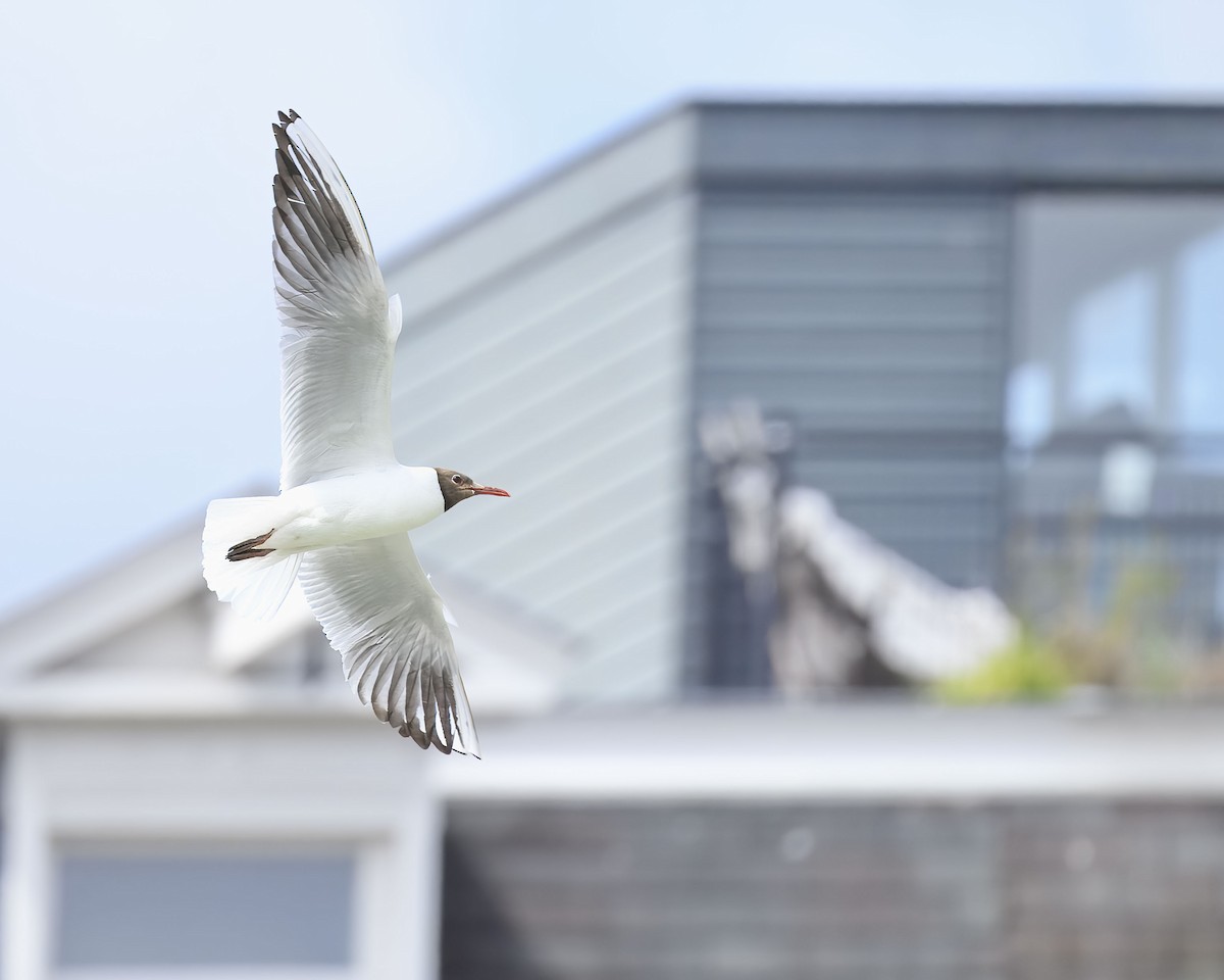 Mouette rieuse - ML638507925