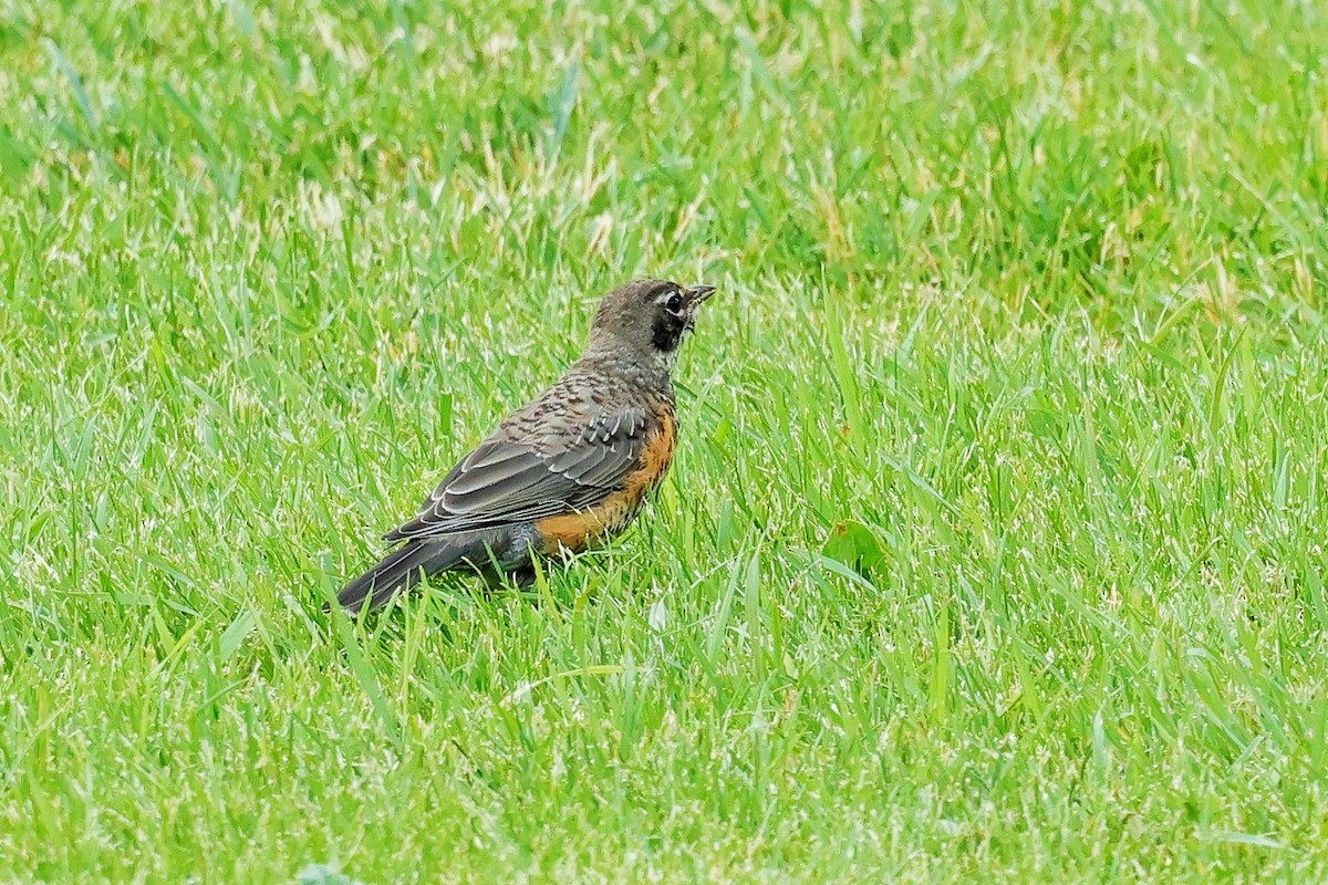 American Robin - ML638507946