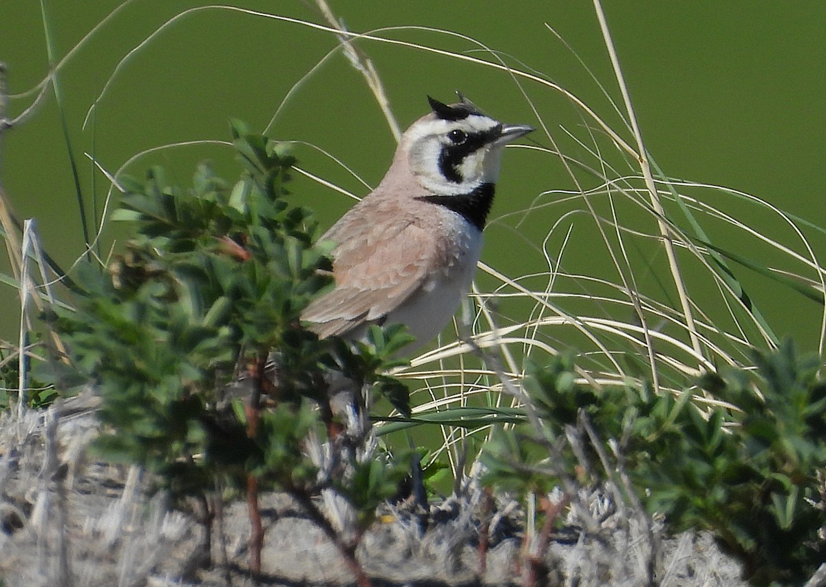 Horned Lark - ML638507952