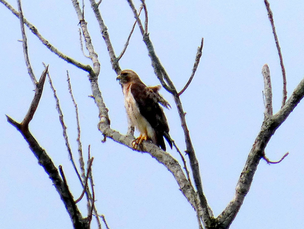 Red-tailed Hawk - ML638507964
