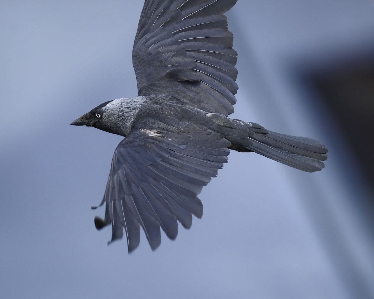 Eurasian Jackdaw - ML638507968