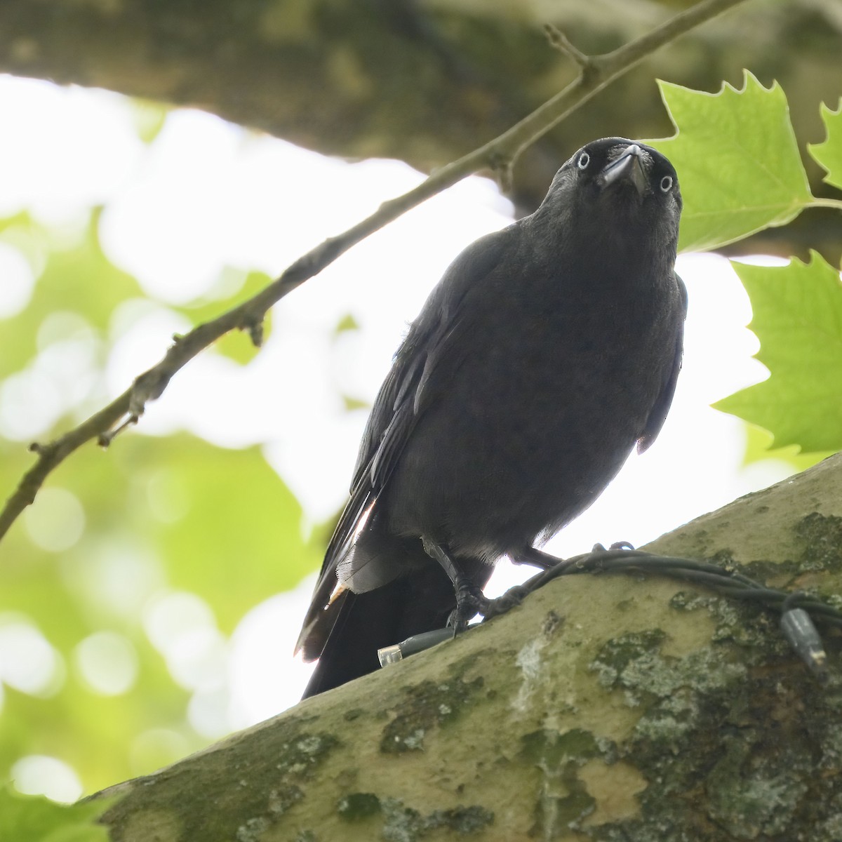 Eurasian Jackdaw - ML638507973