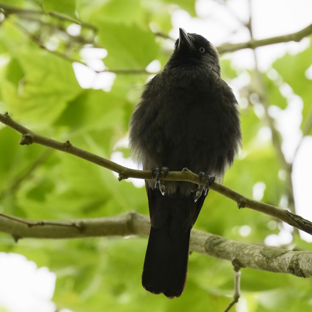 Eurasian Jackdaw - ML638507974