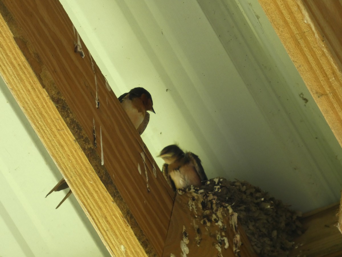 Golondrina Común - ML638507976