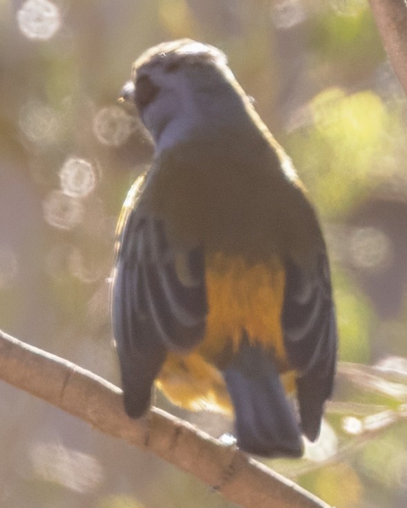 Blue-and-yellow Tanager - ML638507986