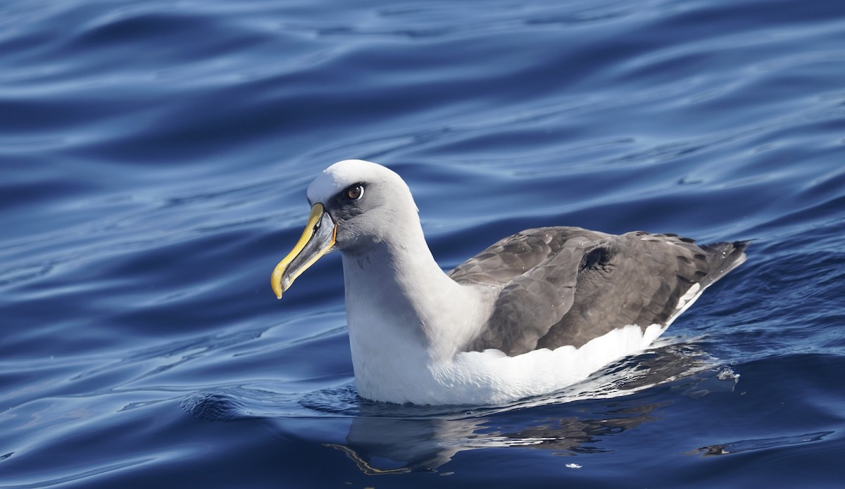 Buller's Albatross - ML638507989