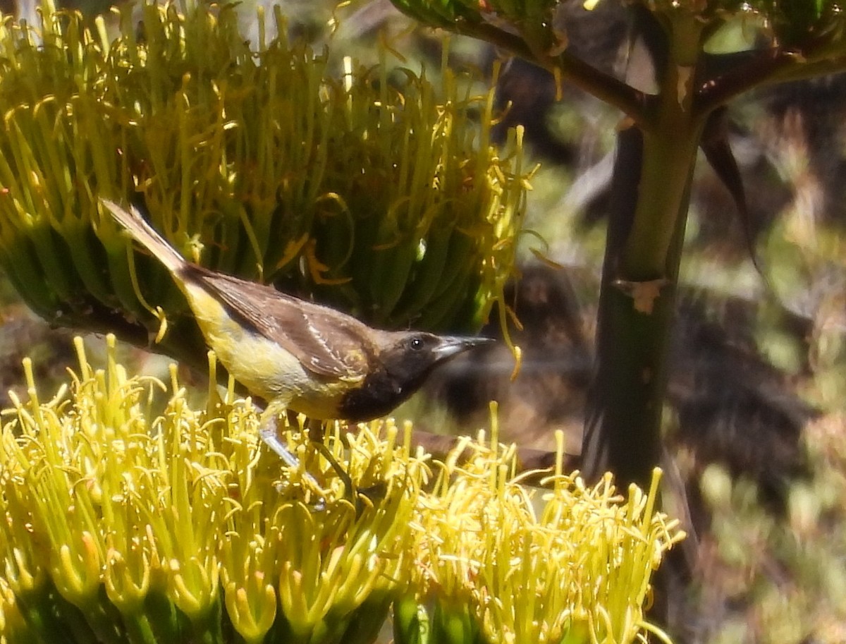 Scott's Oriole - ML638507992