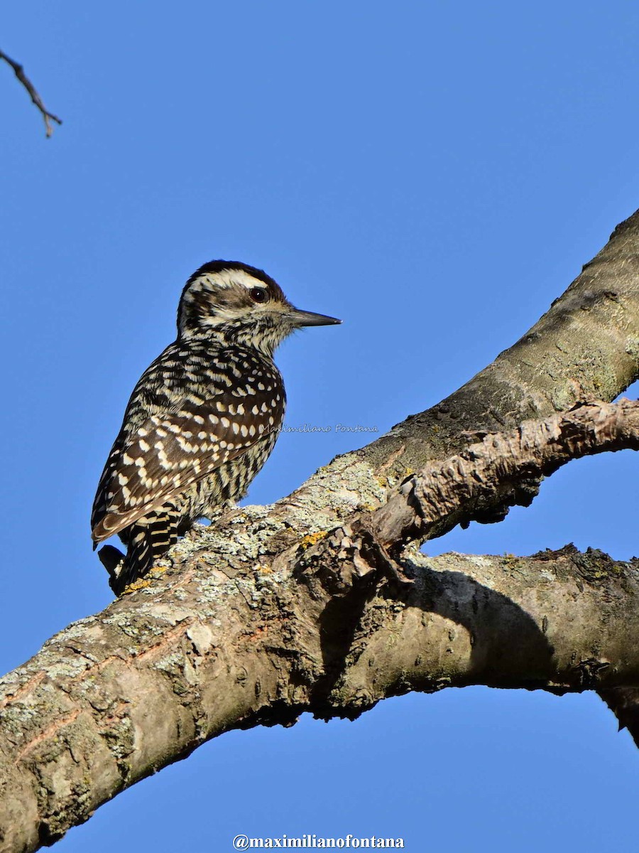 Checkered Woodpecker - ML638507996