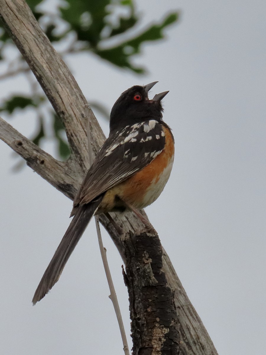 Spotted Towhee - ML638508005
