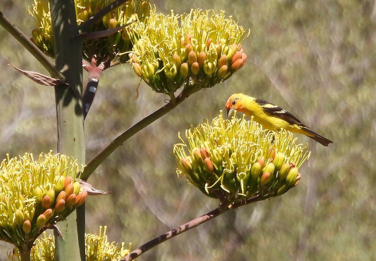 Western Tanager - ML638508010