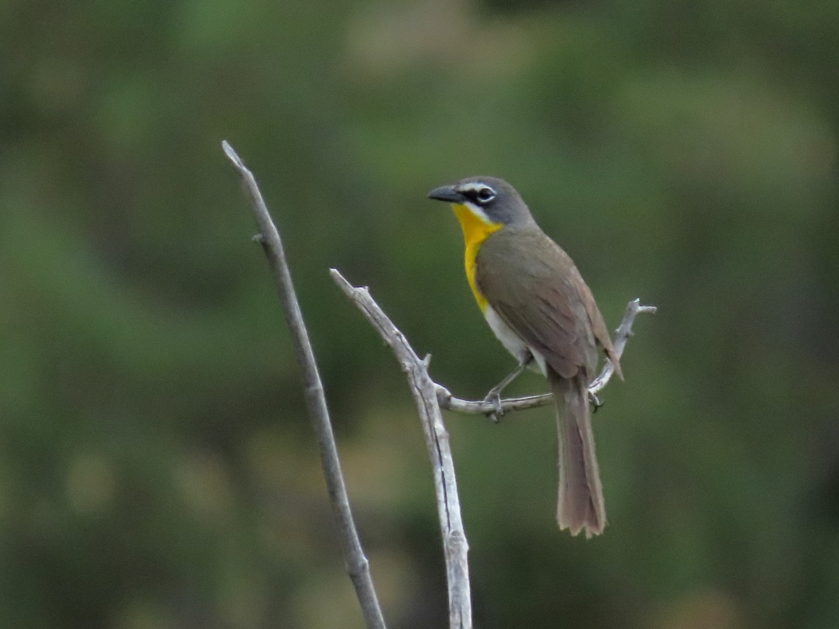 Yellow-breasted Chat - ML638508015