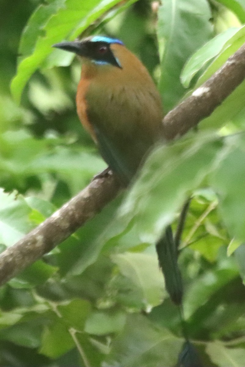 Whooping Motmot - ML638508057