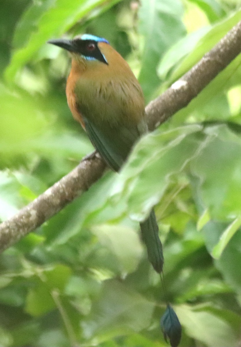 Whooping Motmot - ML638508058