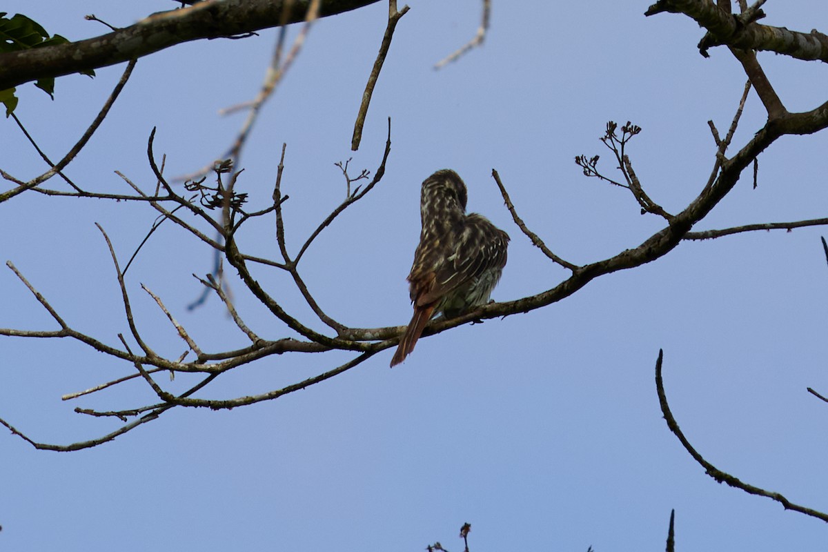 Streaked Flycatcher - ML638508063