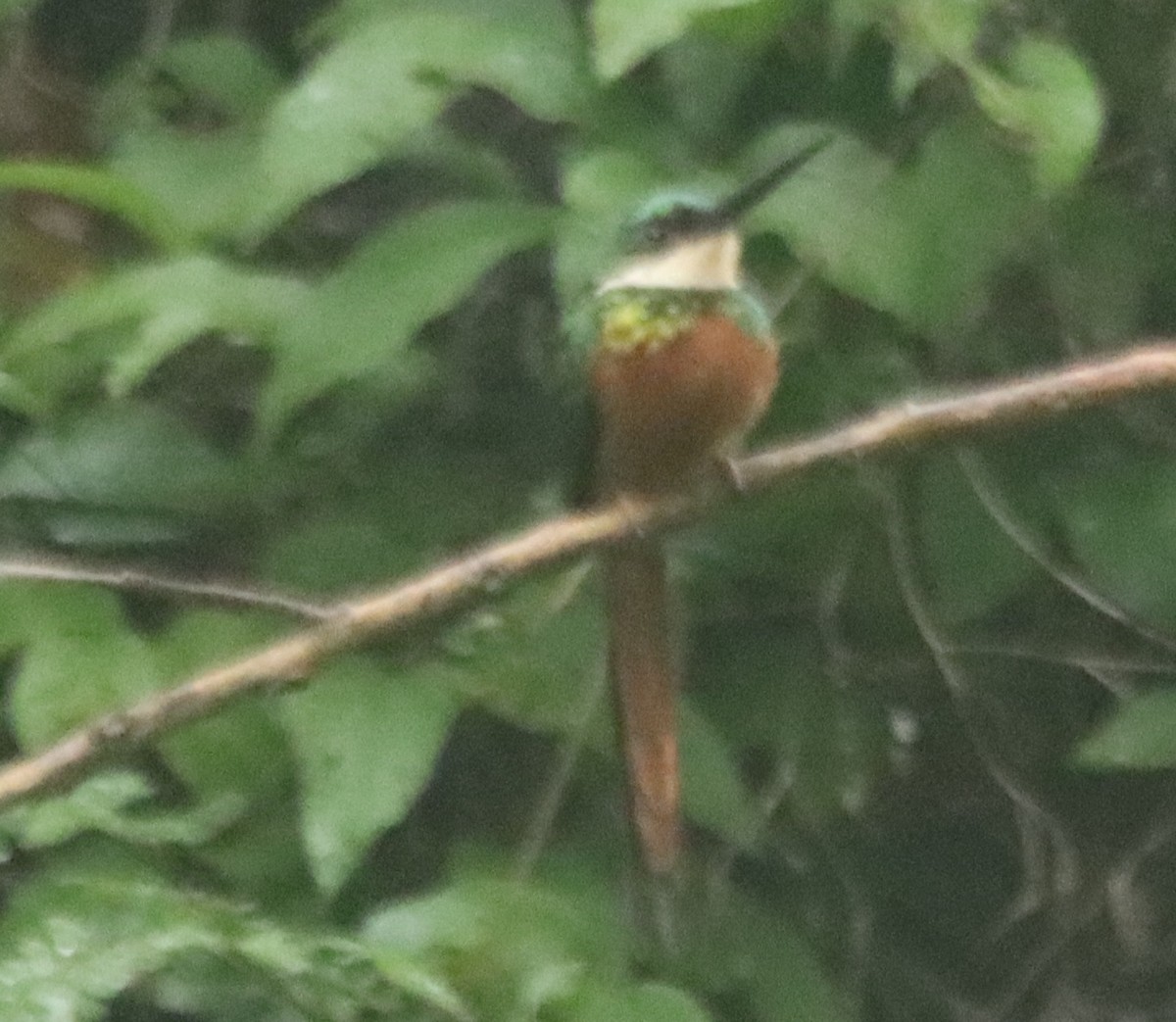 Rufous-tailed Jacamar - ML638508068