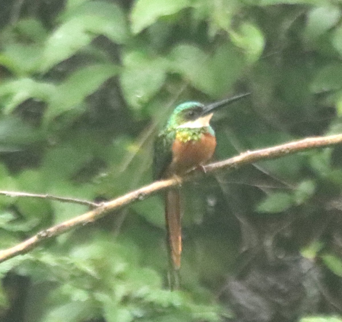 Rufous-tailed Jacamar - ML638508069
