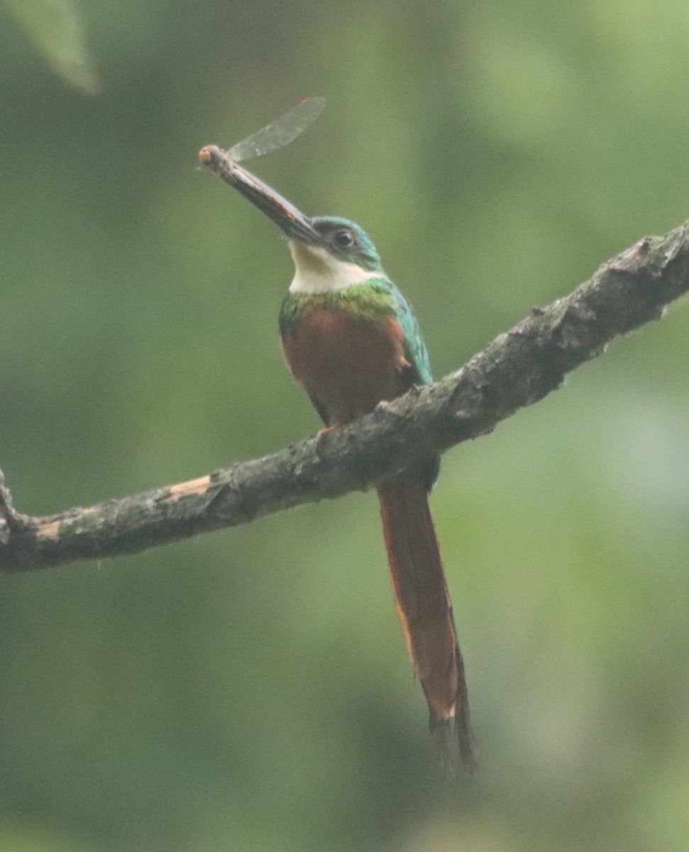 Rufous-tailed Jacamar - ML638508070