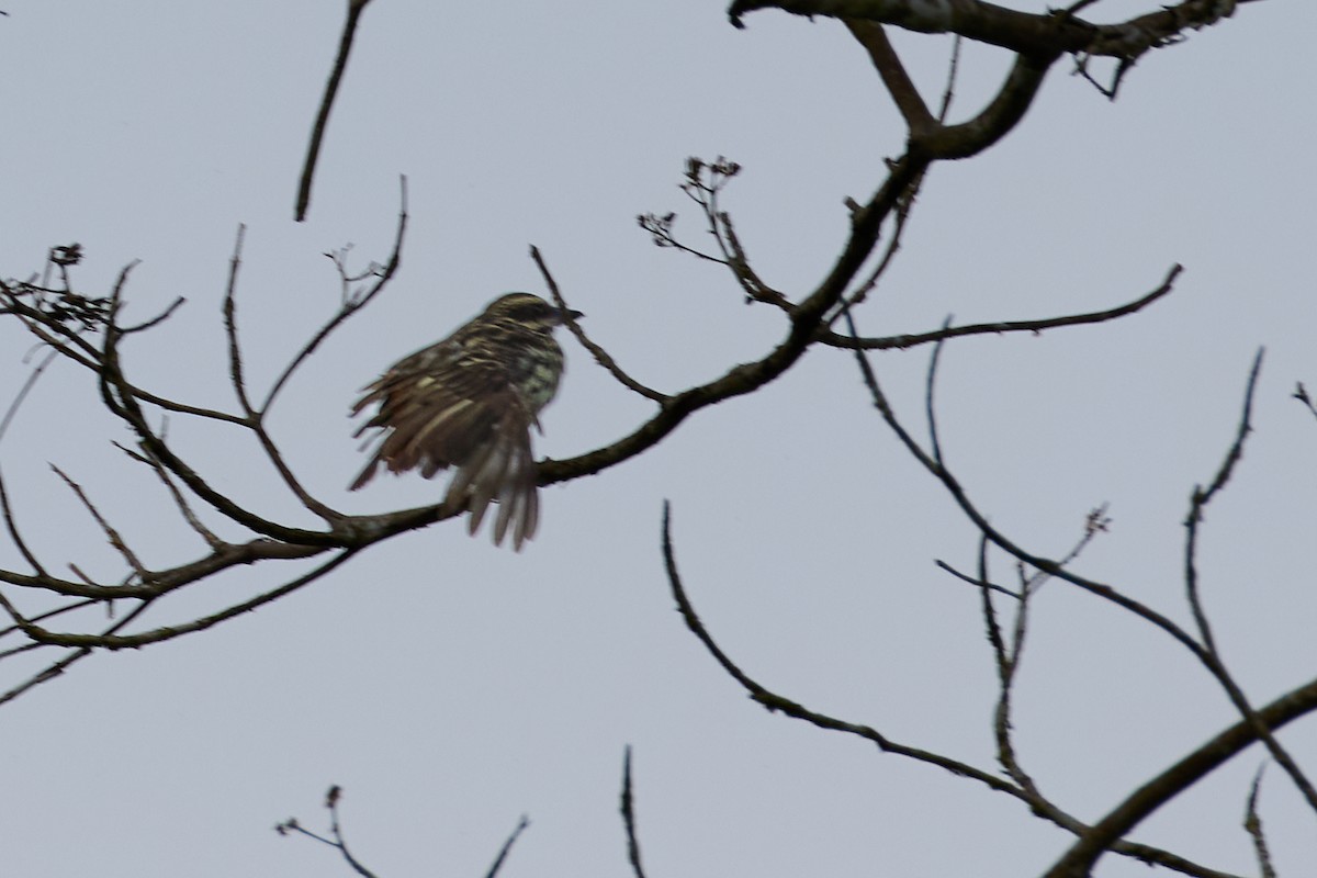 Streaked Flycatcher - ML638508071