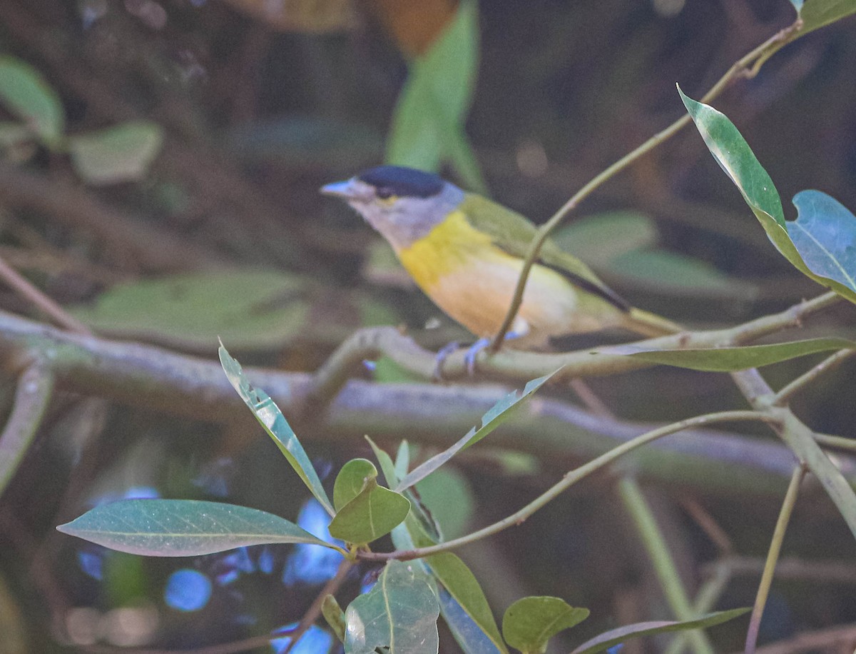 Green-backed Becard (Green-backed) - ML638508072