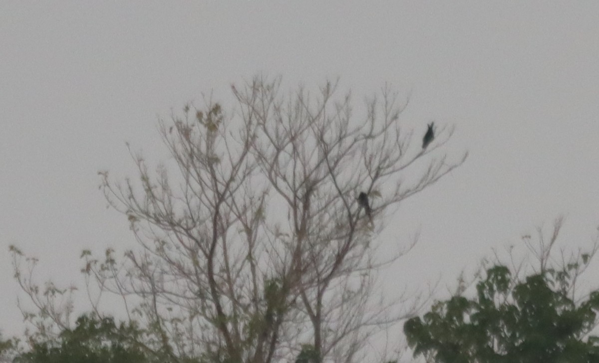 Military Macaw - ML638508075