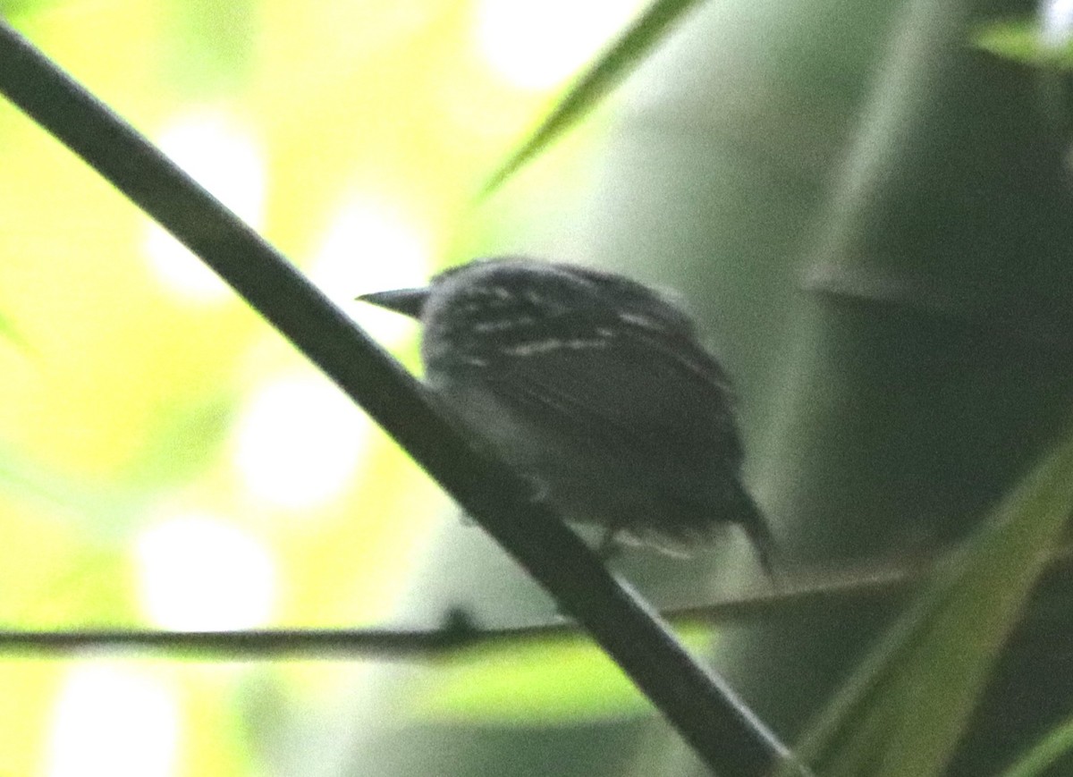 Black-crowned Antshrike - ML638508111